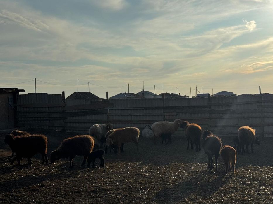 Қозылы қойлар сатылады