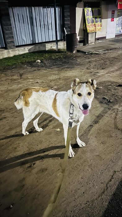 продам или обменяю на щенка