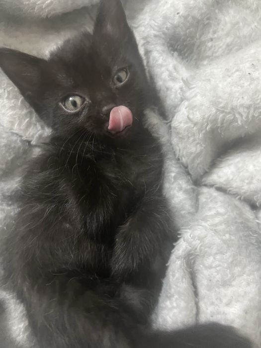 Котенок девочка 1,5 месяца