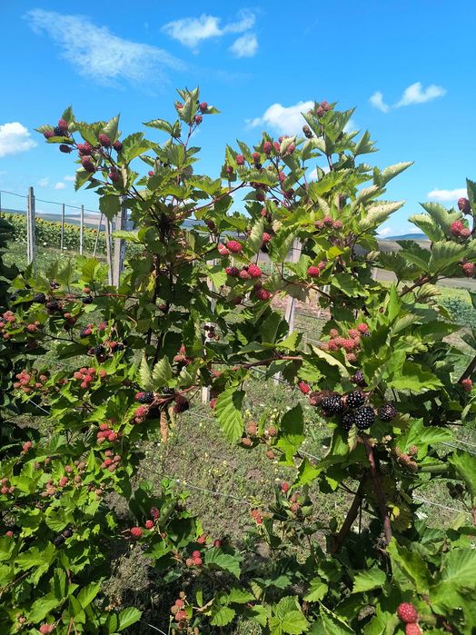 Mure soiul Thornfree dulce și aromată
