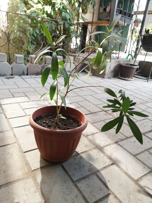 Саженец Олеандра