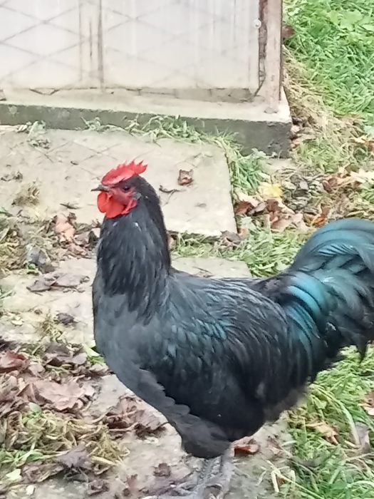 Vand cocos Australorp