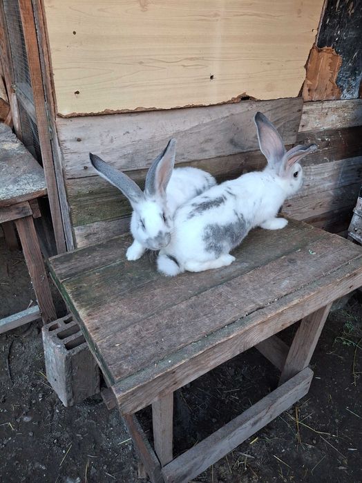 Продавам эайци от добри родители