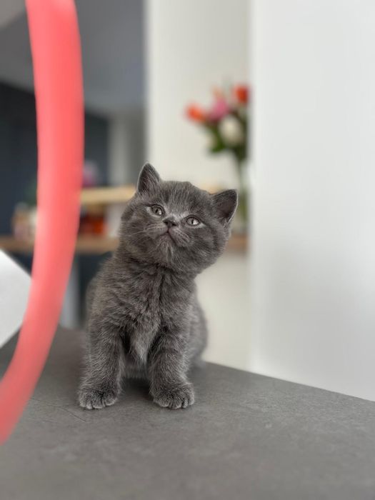 British shorthair