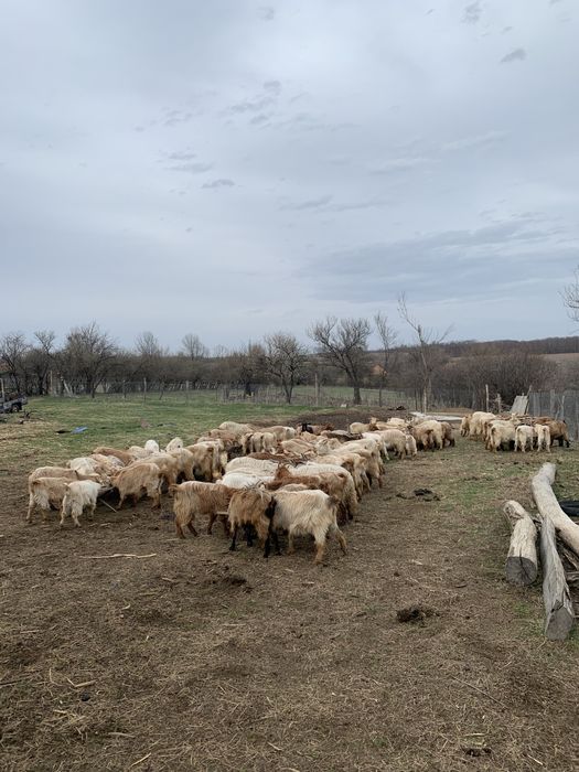 Vand Capre/Iezi si Bovine