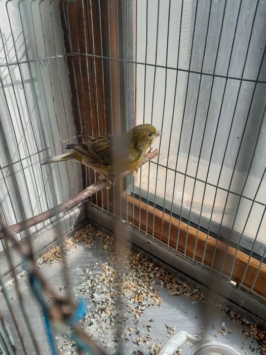 Канарейка самец есть