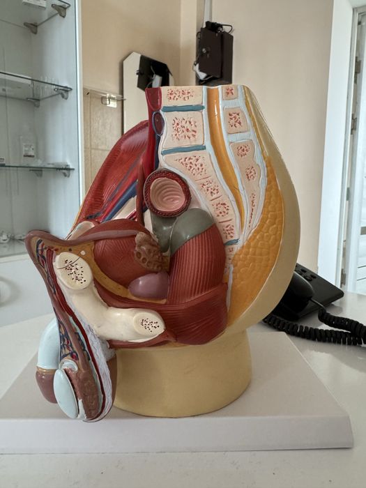 Анатомик муляж макет почки, полового органа мужчин anatomik mulyaj