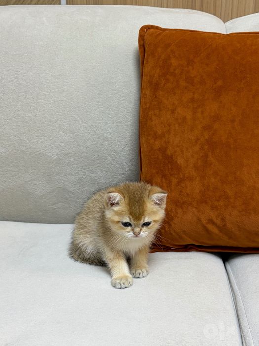 Шиншилла котик 2 месяца