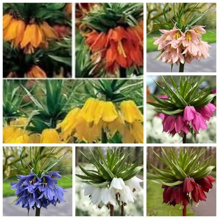 Bulbi de Lalea Regala sau Floarea Pastelui, pt plantat, pe nuante de Mov, portocaliu, Galben  Alb  Roz deschis, Roz închis Ciclam sau Rosu