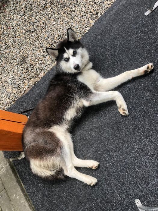 Donez catelusa husky