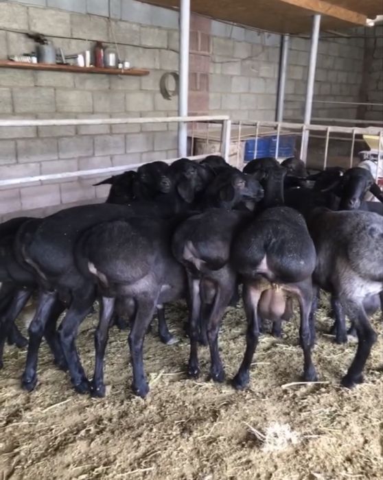 Кой кошкар баран