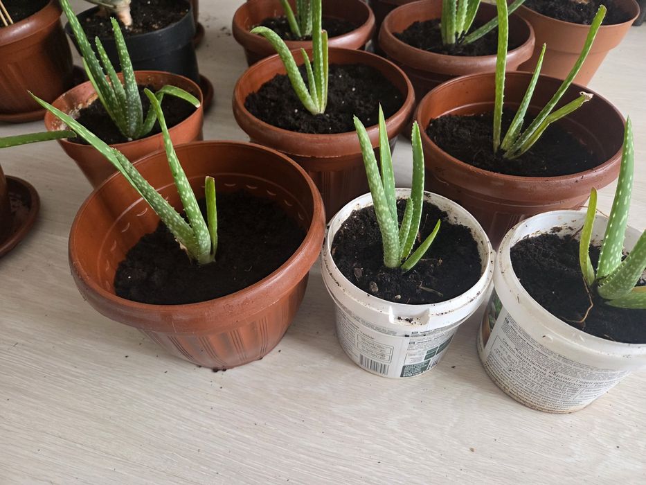 Алоэ-Вера, цветы