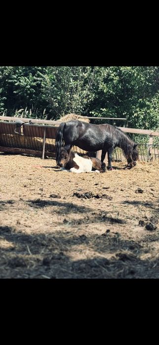 Vand/schimb poneita de 9 ani cu manza  De 4 luni