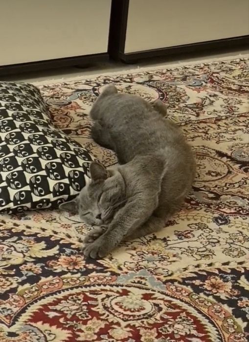 Отдадим кота в добрые руки
