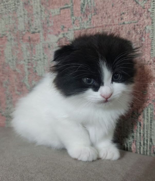 Котёнок Вислоухий  Шотландец.
