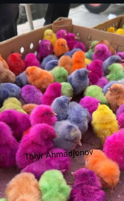 Rangli jujalar sotiladi