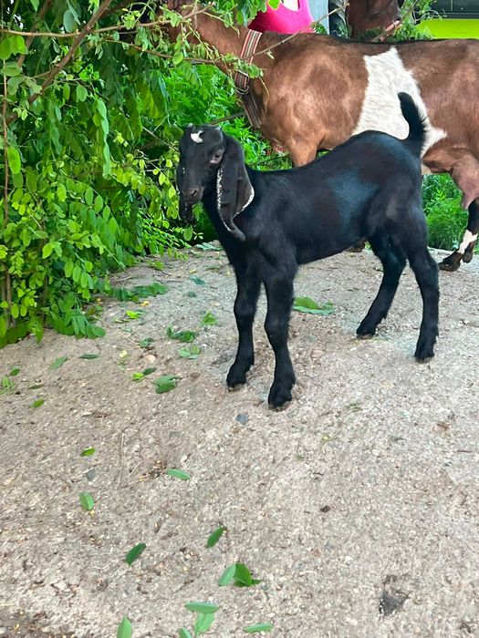 Animale capre anglonubiene