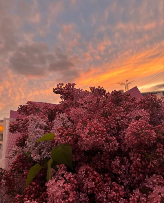 Сирень местная, оптовая