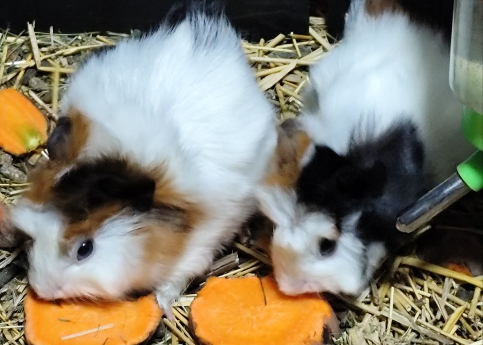 Продам морских свинок