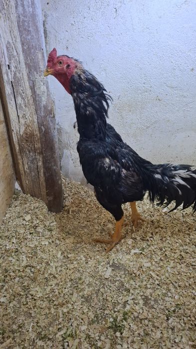 Продам петуха дакана