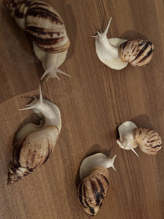 Улитка ахатина косметалогиялық ұлулар