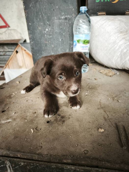 Подаряват се две мъжки и две женски кученца на 40 дни към 15.01. Пород