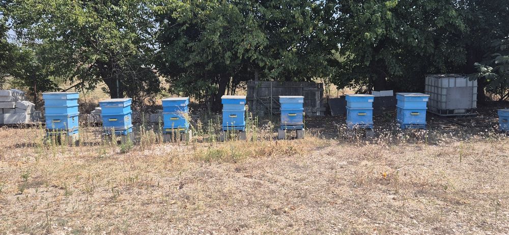 Продавам развити пчелни кошери
