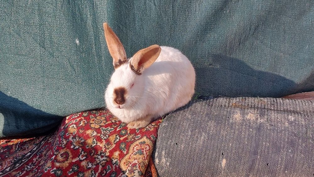 Кролик Кролик Кролик