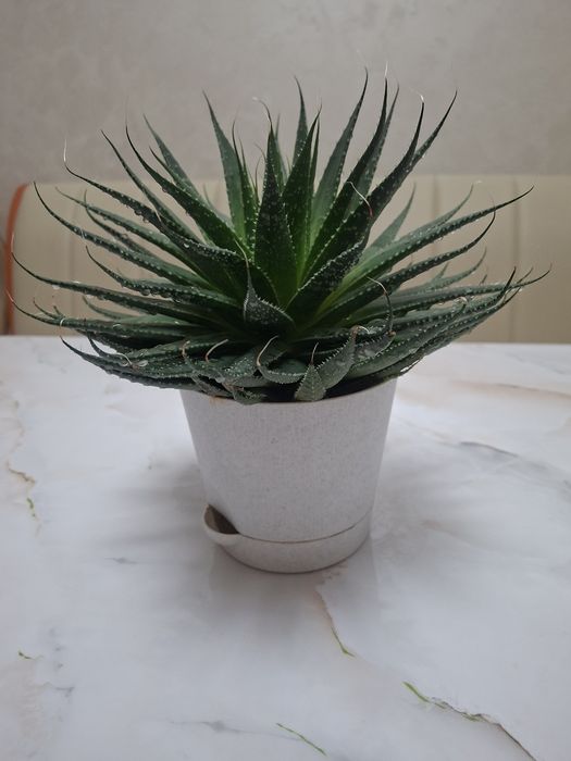 Комнатные цветы - Хавортия