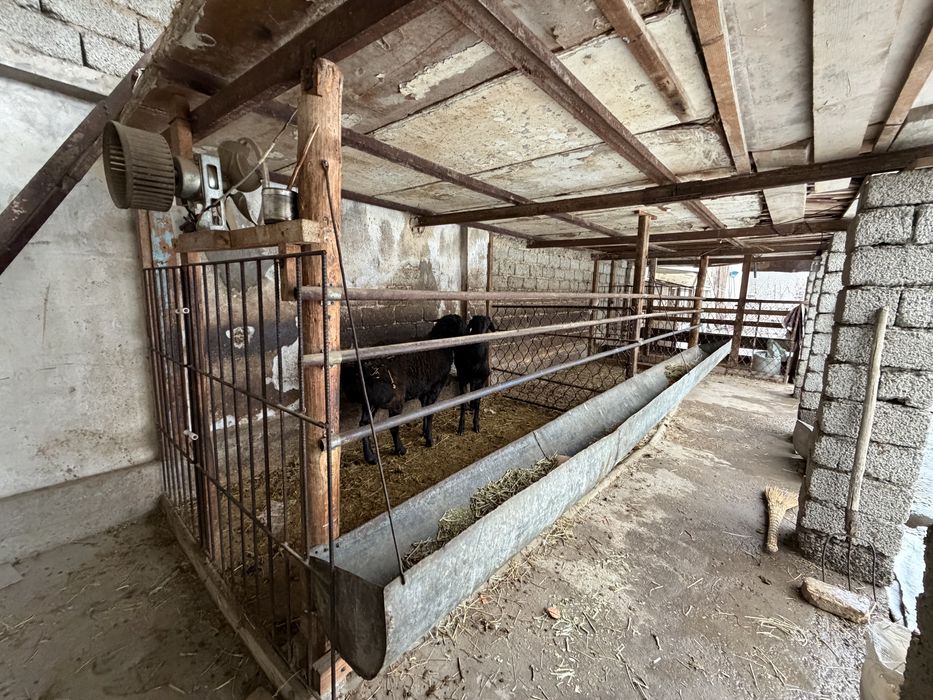 Кучкорлар сотилади сони 2 та