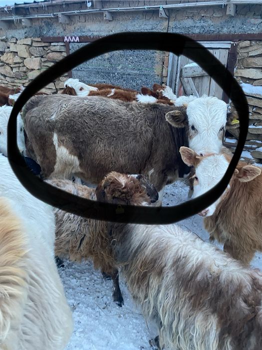 Продаются телята бычки