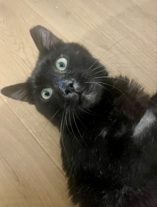 Muc isi cauta familie