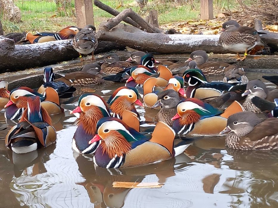 Rate Mandarin, Carolina, Micul Atlantic