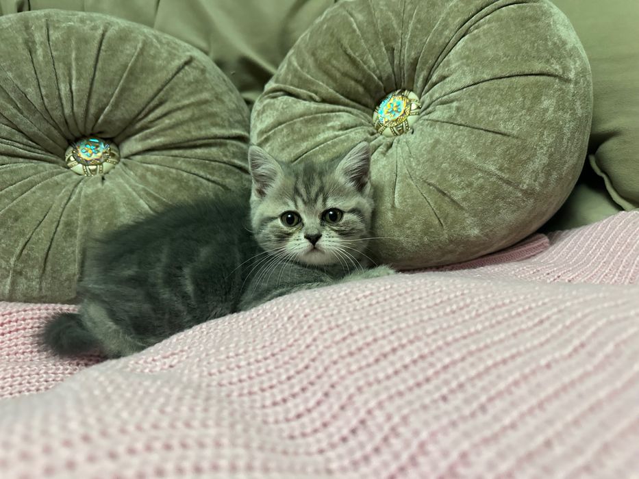 Шотландские котята