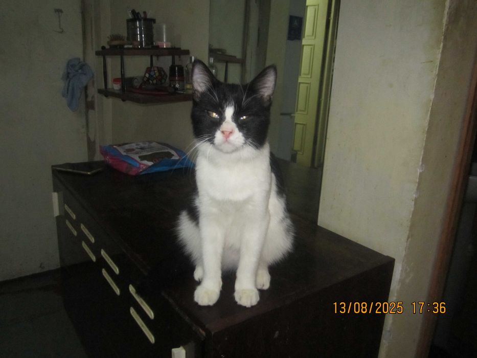 Домашний котенок в добрые руки. Смотрите другие объявления автора.