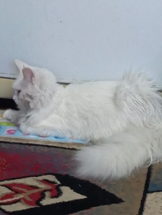 Продается кошка порода мейн кун ( девочка).