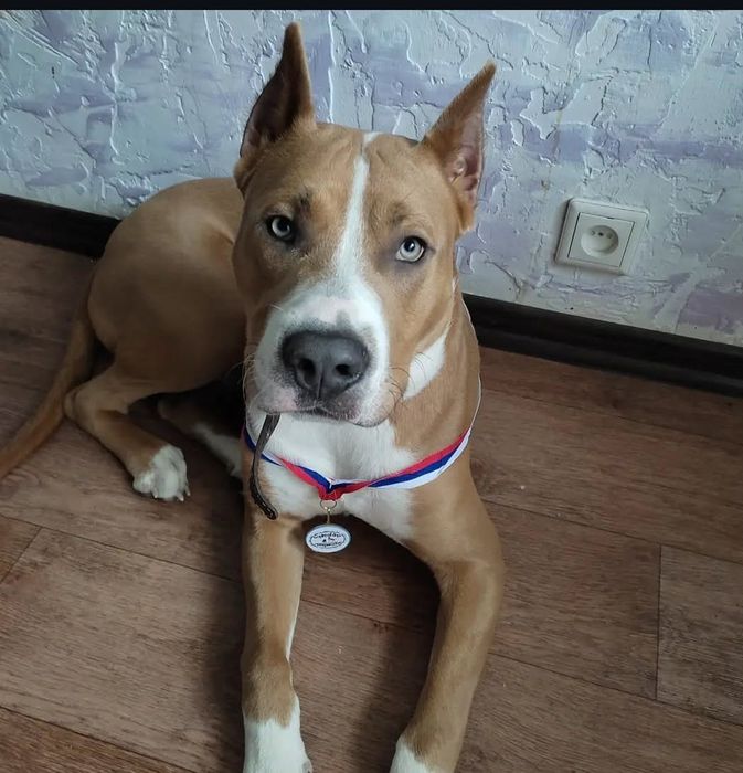 Шикарный кобель АМП ищет подругу