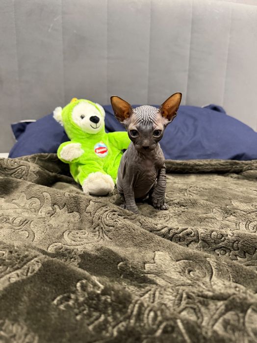 Шикарный мальчик сфинкс канадский