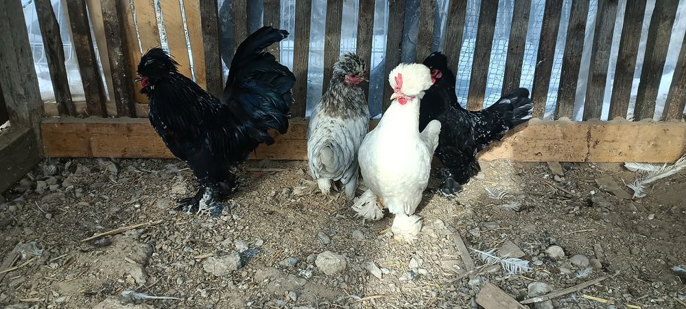 Сұлтанкалар сатылады