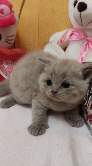 Бриташки малыши котята