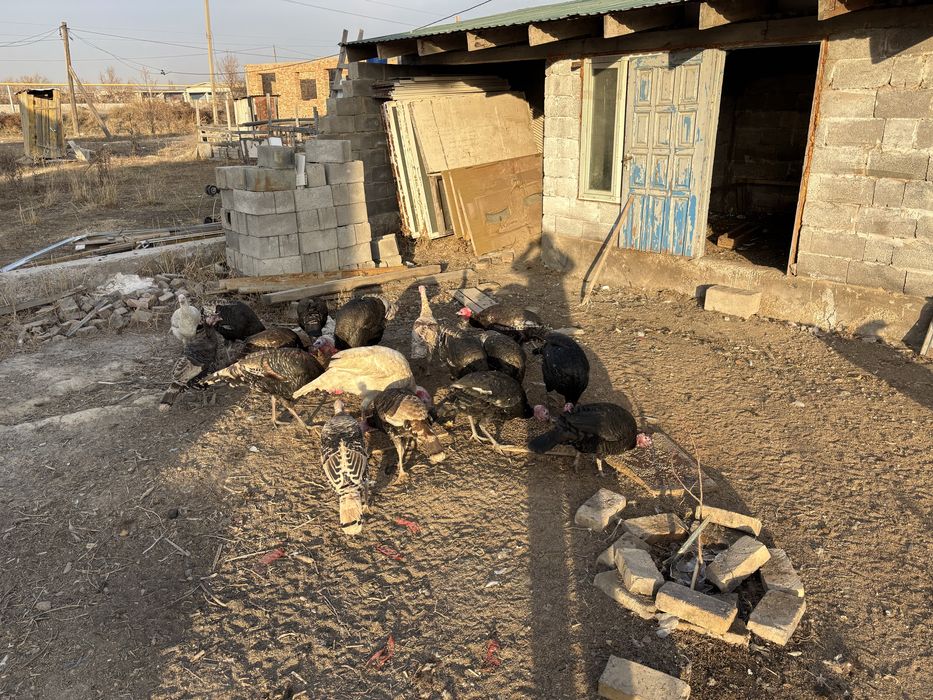 самцы индюки