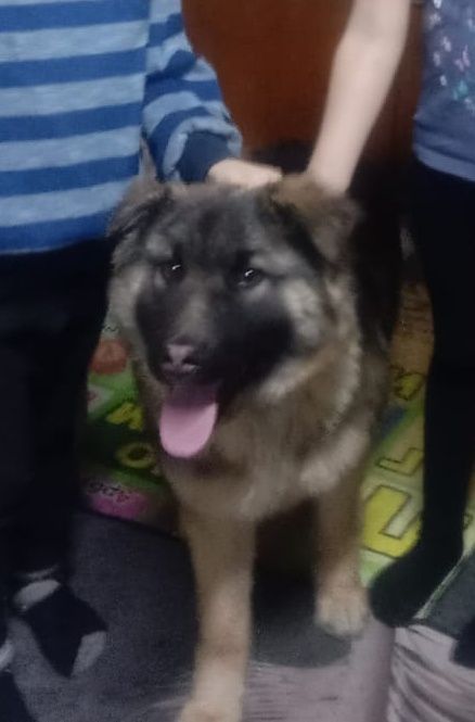 Продам немецкую овчарку