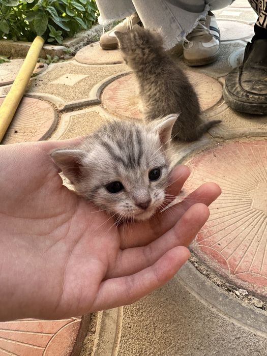 Кошка Мысық Мысык Актау