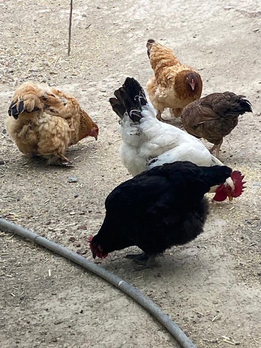 Тауықтар сатылады