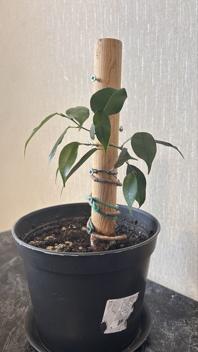 Фикус бенджамена спираль