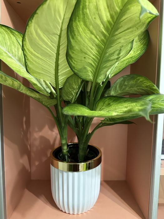 Комнатные цветы.