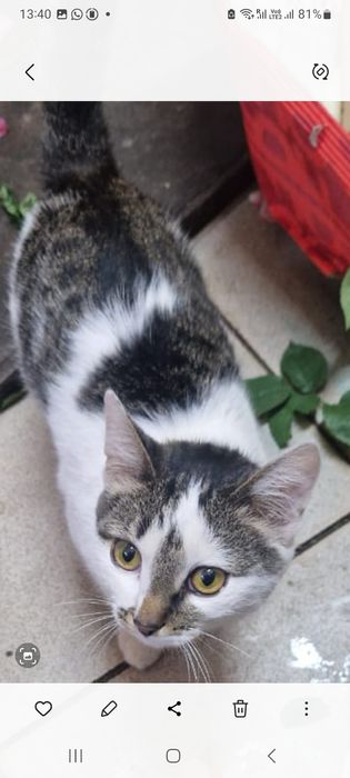 Отдам молодую кошечку в добрые руки.