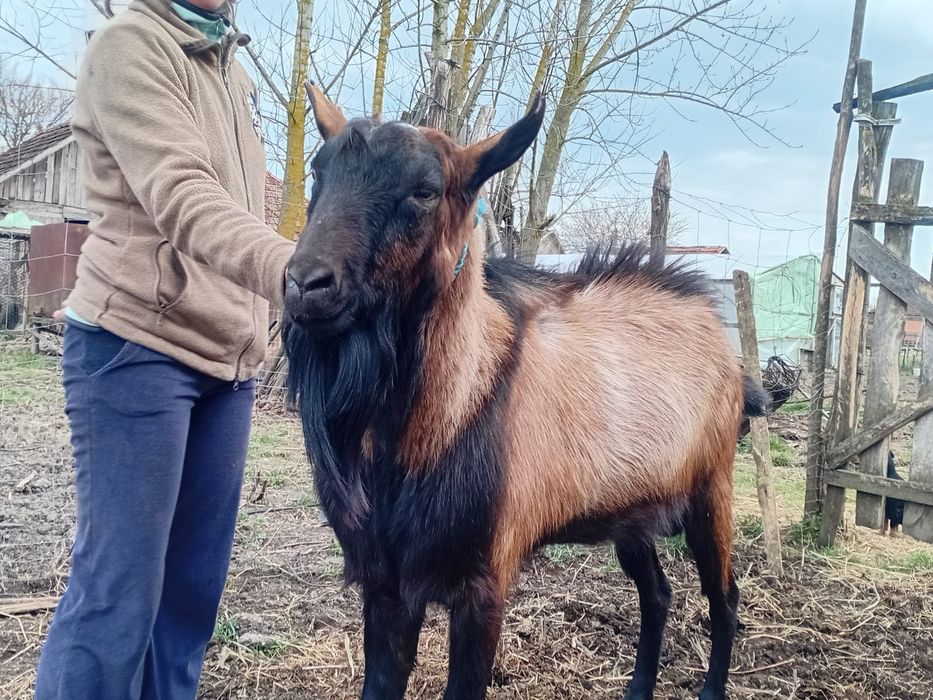 Un țap Alpin de 3 ani și unul Anglo Nubian de cateva săptămâni