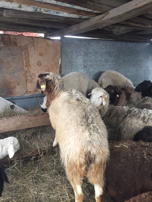Продам баран на Курбан Айт в городе