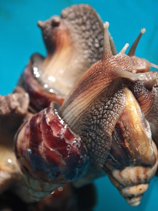 Ахатин улитка большая